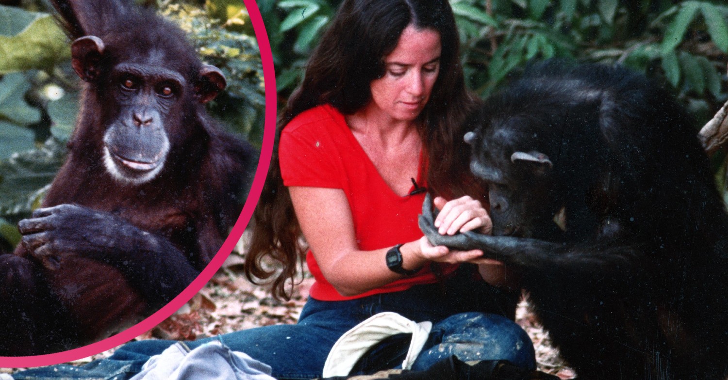 Lucy, the Human Chimp and Janis carter composite