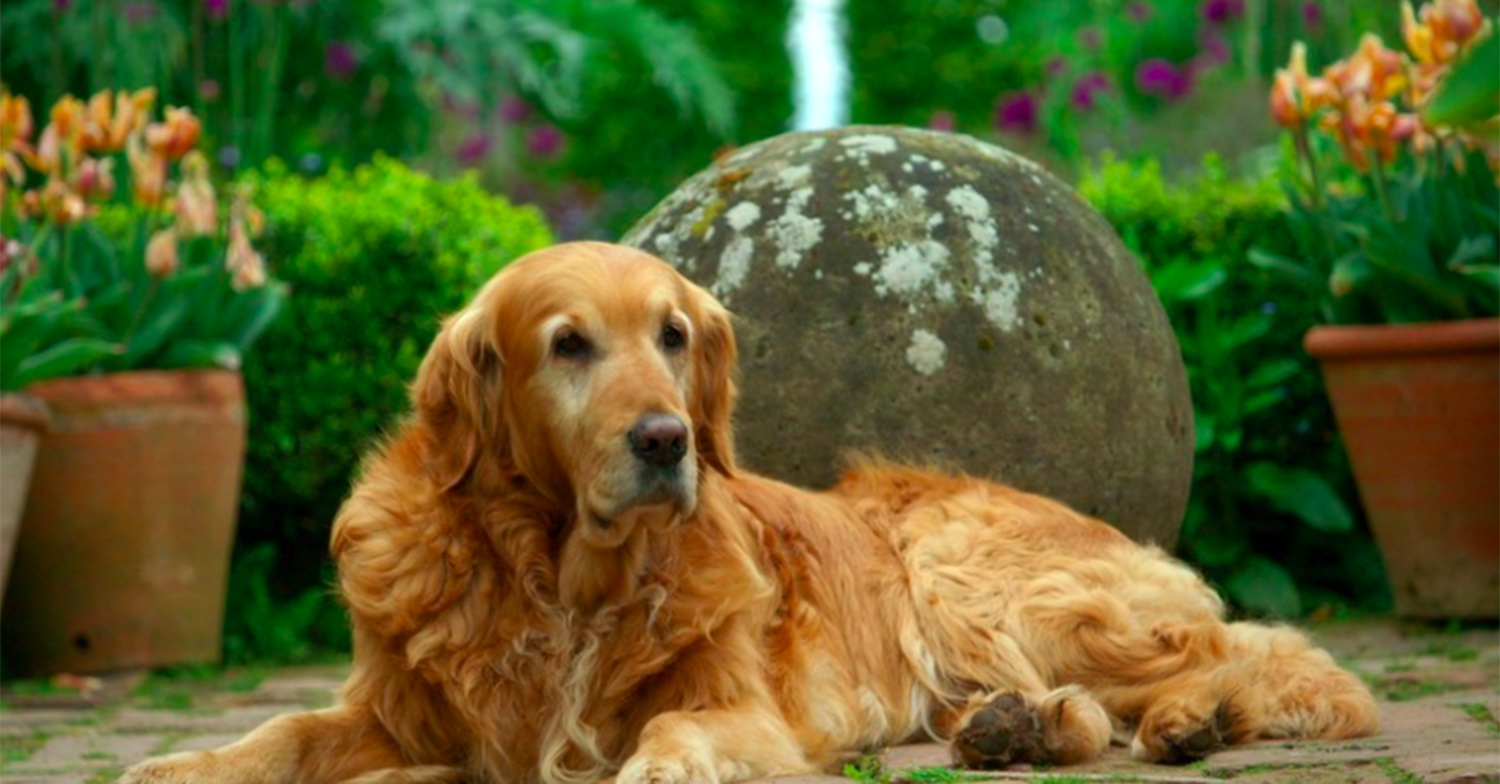 Monty Don's dog Nigel