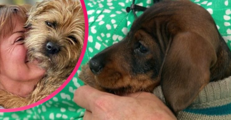 Lorraine Kelly dog