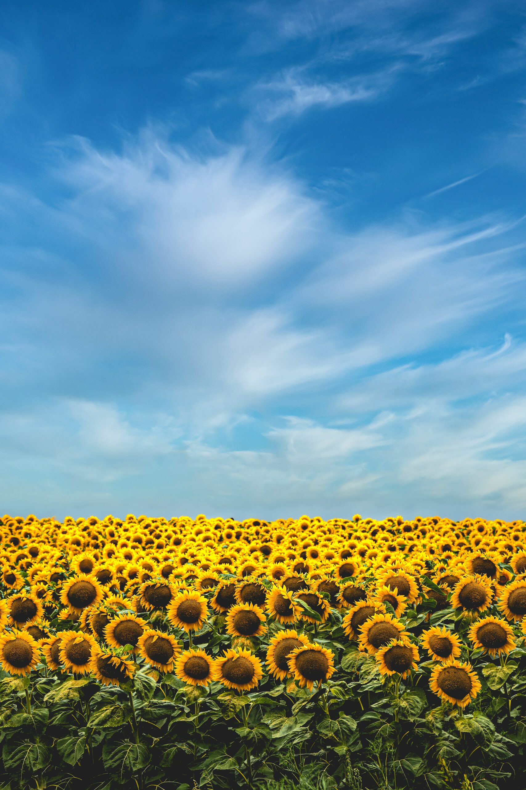 Sunflowers against a blue sky UK weather 