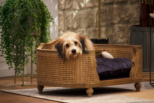 Pooch Perfect 