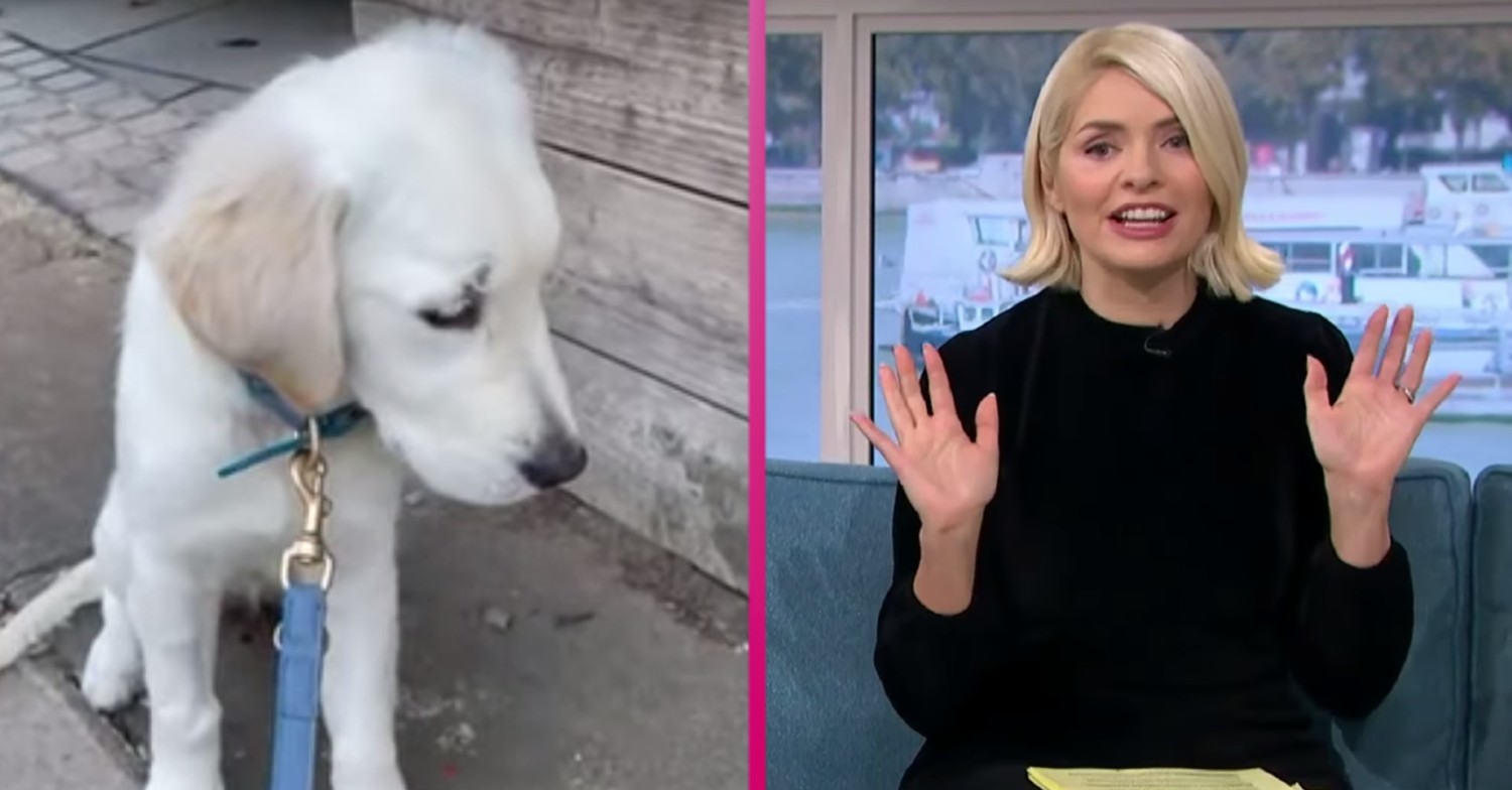 Unimpressed This Morning viewers fed up of 'tiresome' Holly Willoughby and her puppy dog Bailey