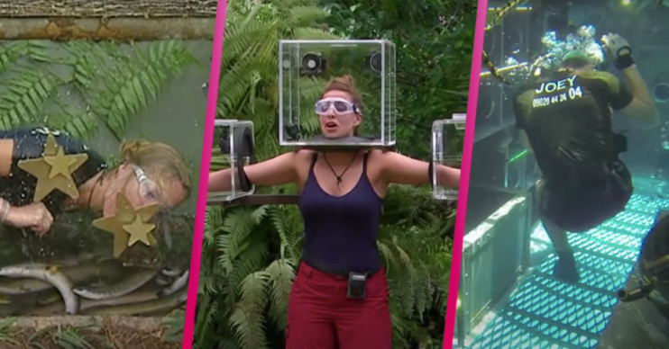 I'm a celebrity