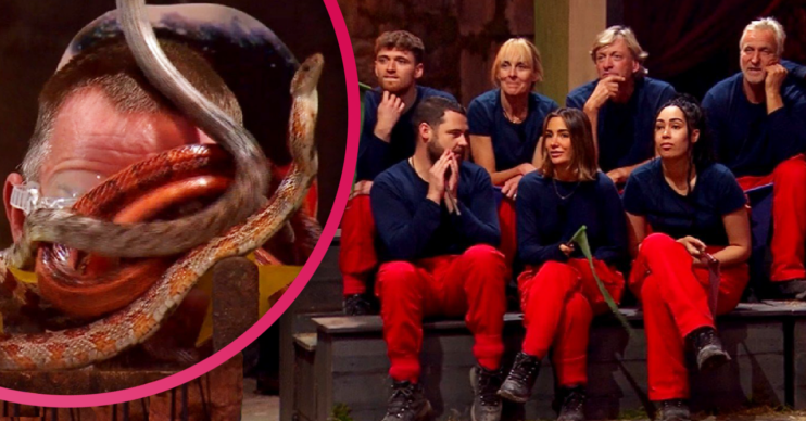I'm a celebrity cast