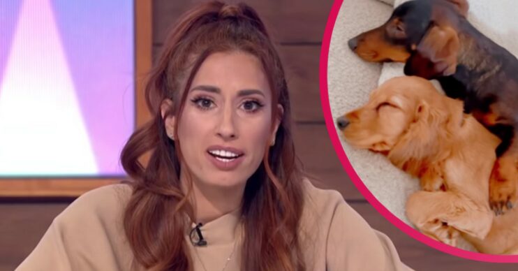 Stacey Solomon introduces puppy after Theo death