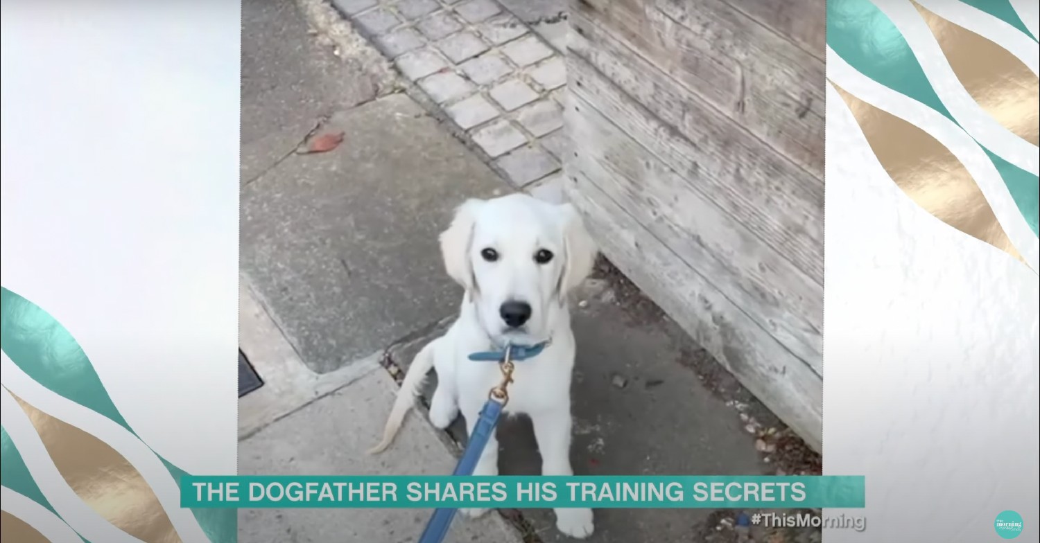 holly willoughby dog bailey