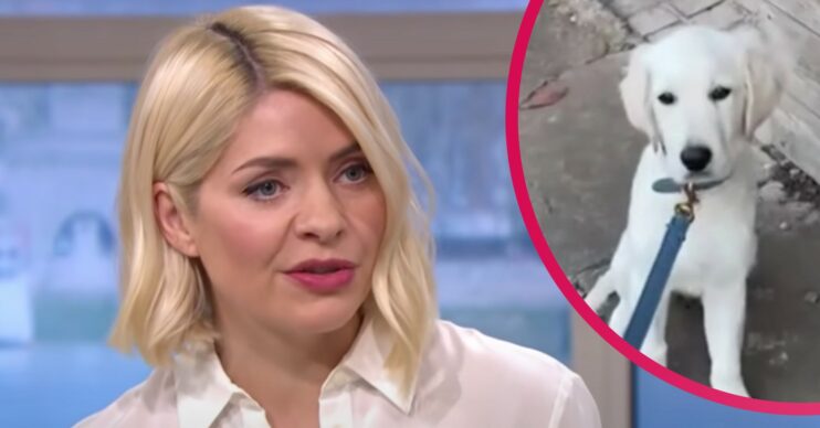 Holly Willoughby reveals destruction in her kitchen caused by puppy Bailey