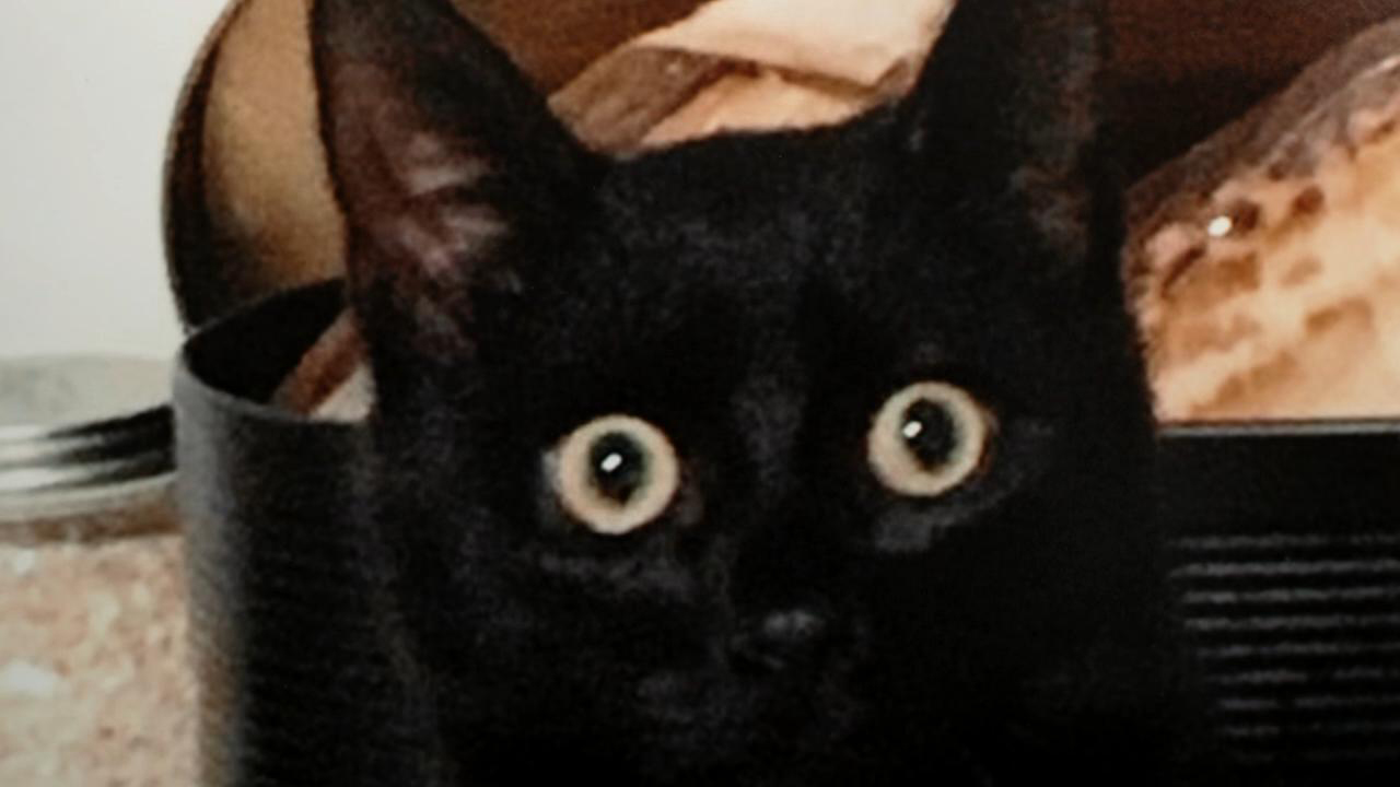 Pet cat Hendrix was killed by Steve Bouquet