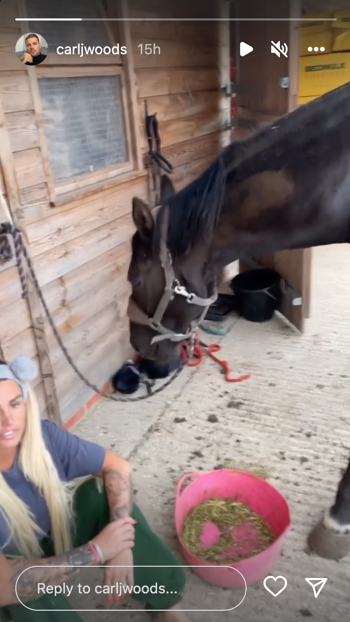Katie Price sat on the floor next to a horse