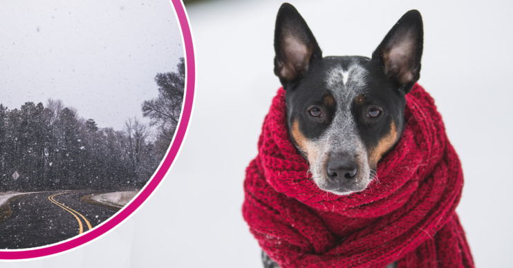 Snowy weather and a dog wrapped in a scarf