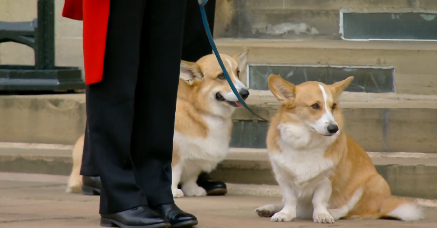 The Queen's corgis at her funeral on Gogglebox 2022
