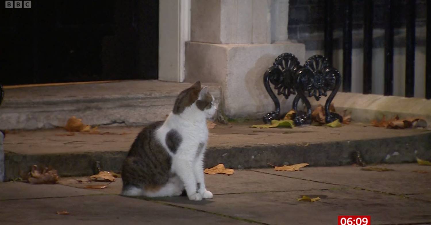 Larry the cat turns away from the cameras