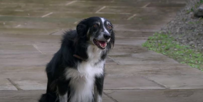 Chip the dog in Emmerdale 