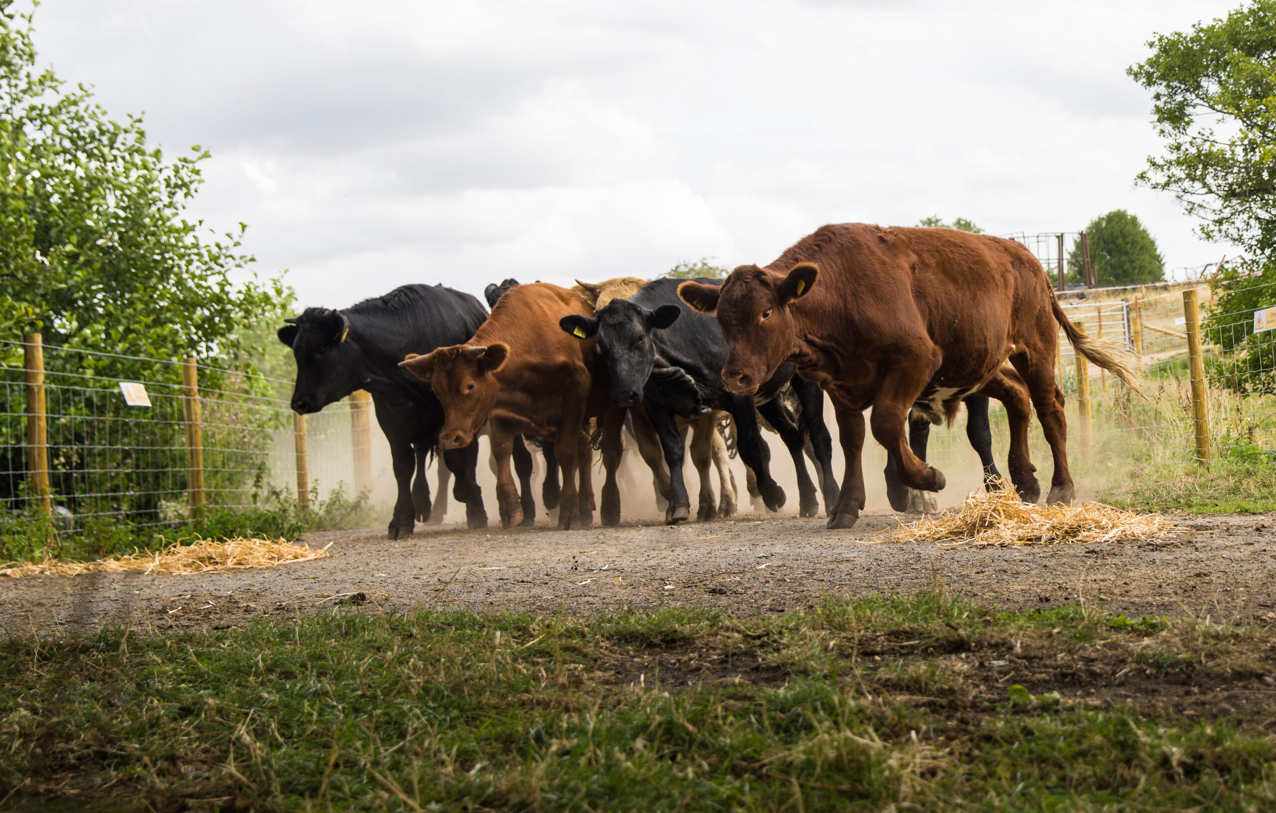 Emmerdale's cow stampede