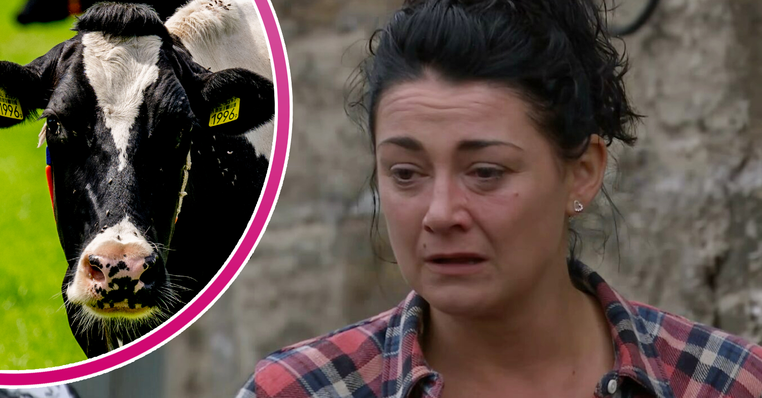 Emmerdale Moira crying and a cow