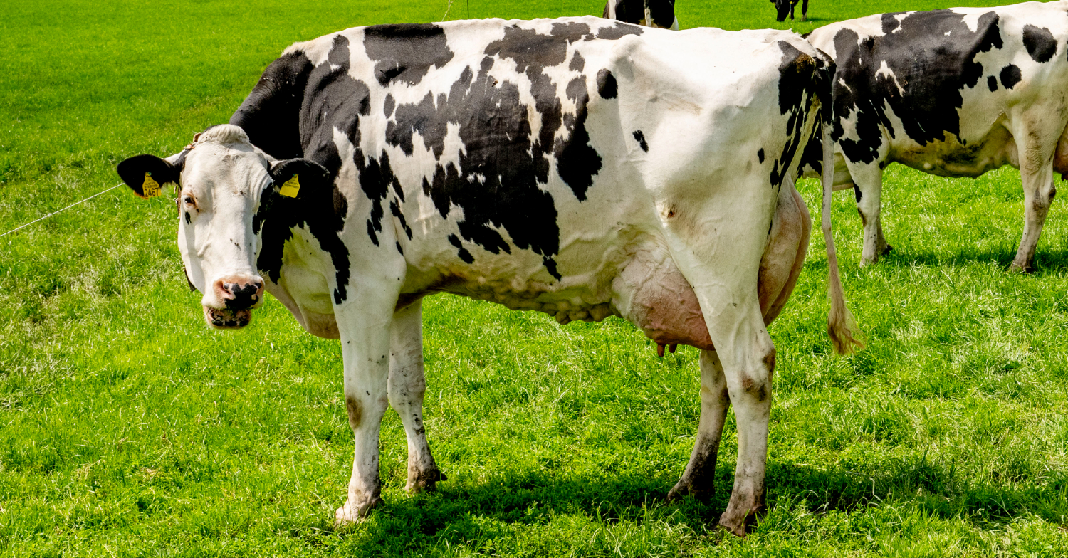 Emmerdale cows