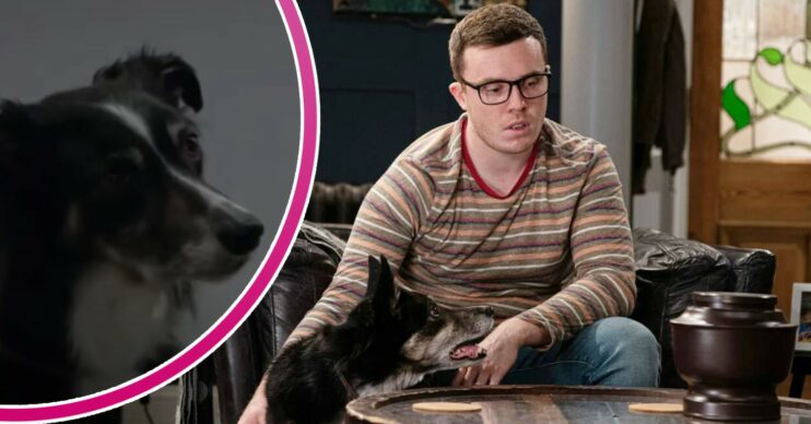 Vinny sits with dog Chip - close up of Chip to the side Emmerdale