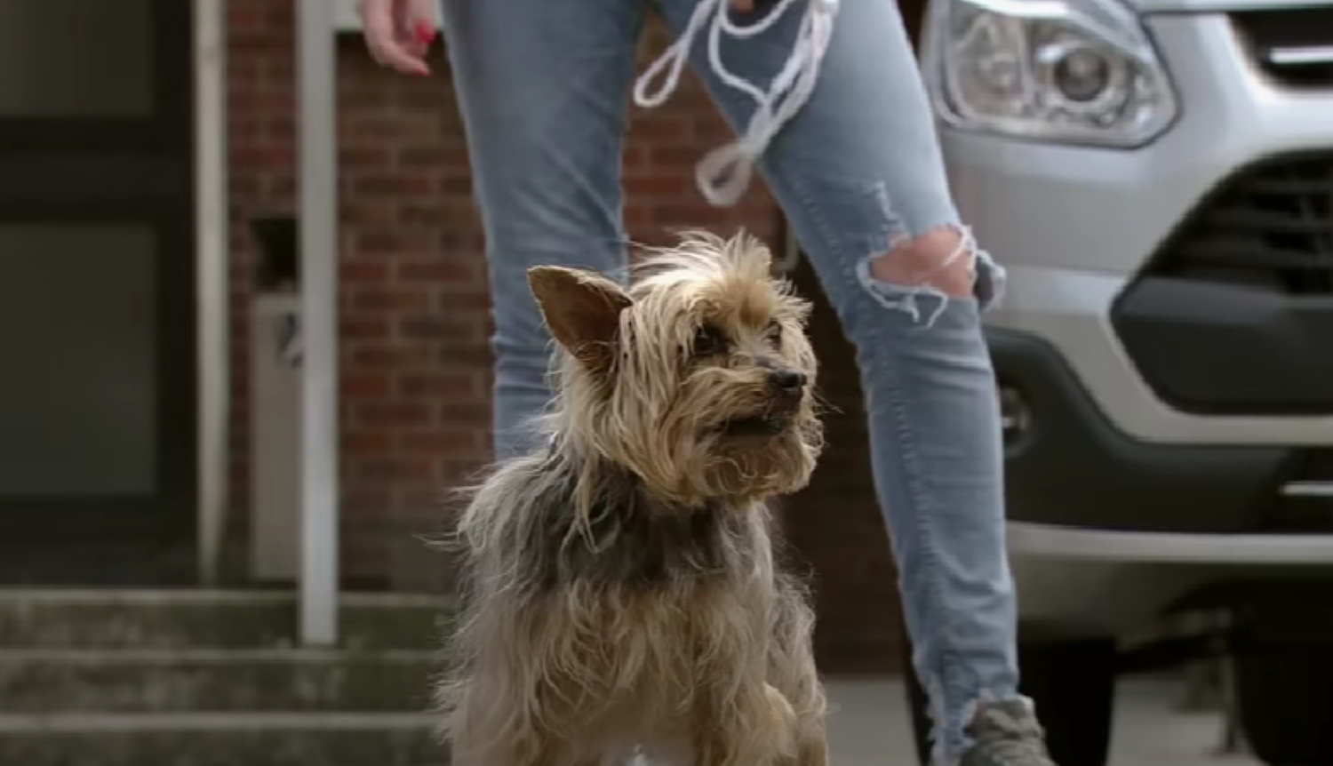 David the dog looking confused in Coronation Street