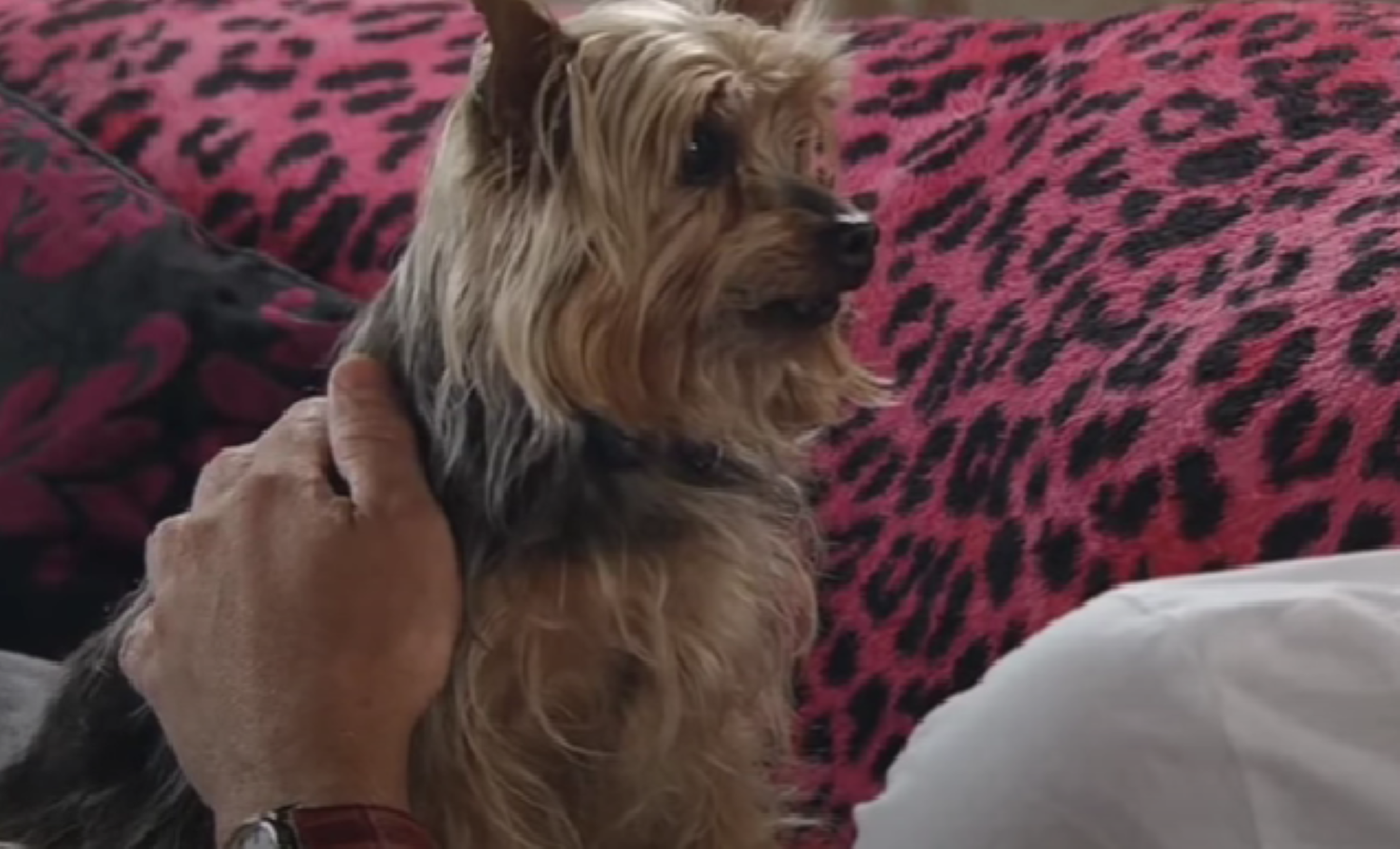 David the dog looking at David Platt in Coronation Street