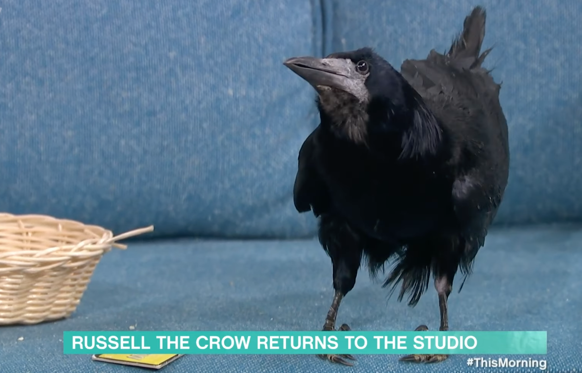 Russell the Crow on This Morning today
