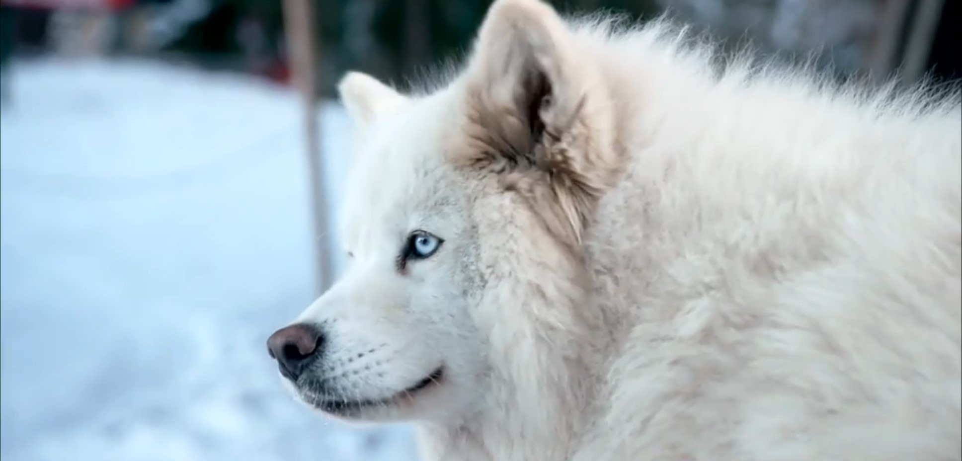 Husky stares at something on This Morning