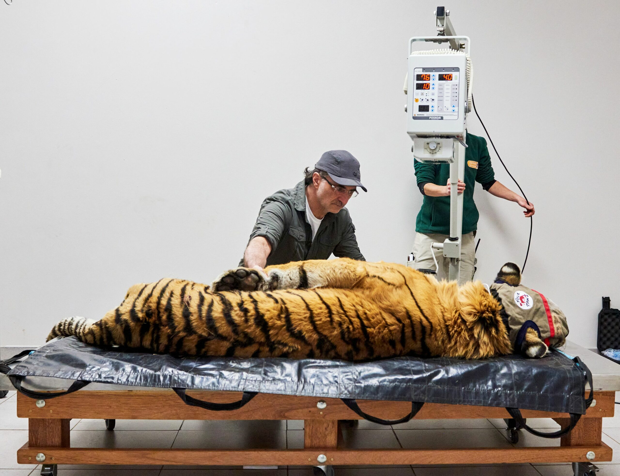 Laziz the Tiger with Noel Fitzpatric in the X-Ray room in Supervet: The Safari Special