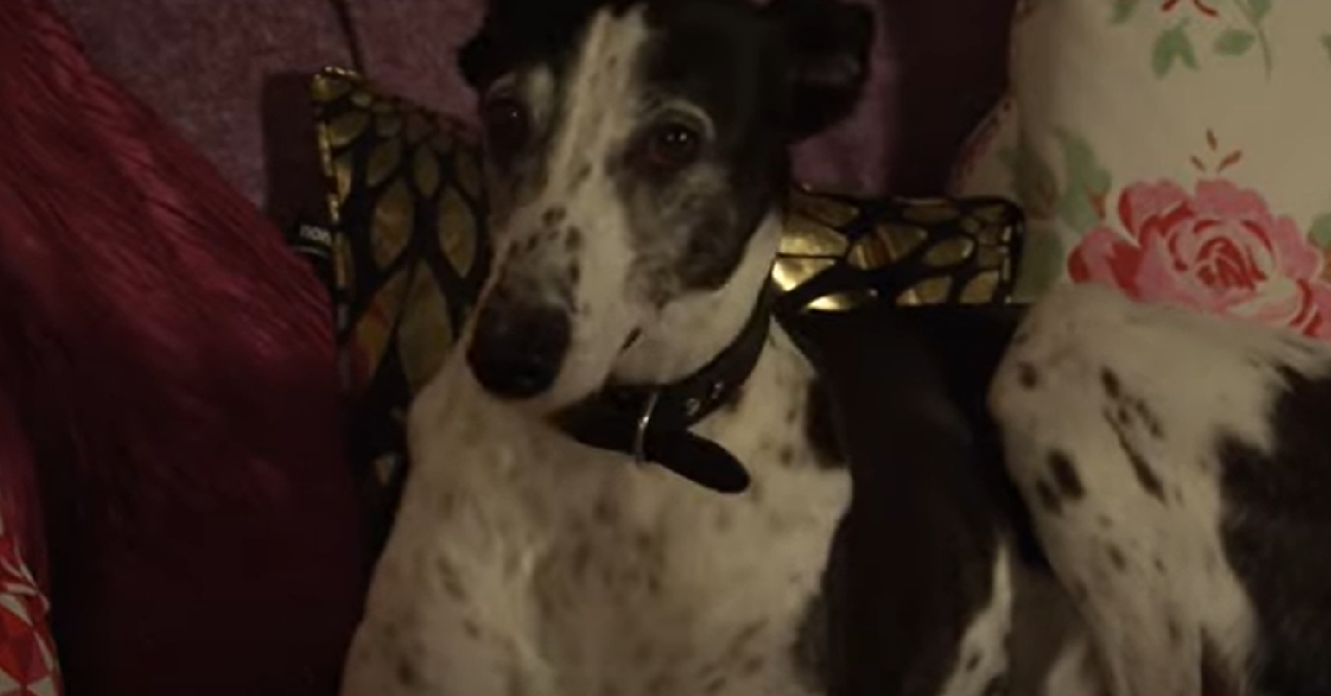 Coronation Street's Cerberus is ill