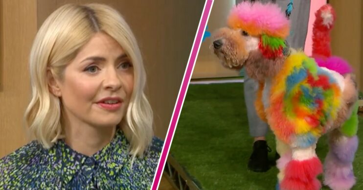 Holly Willoughby looks taken aback, This Morning cameras focus on a 'rainbow' poodle