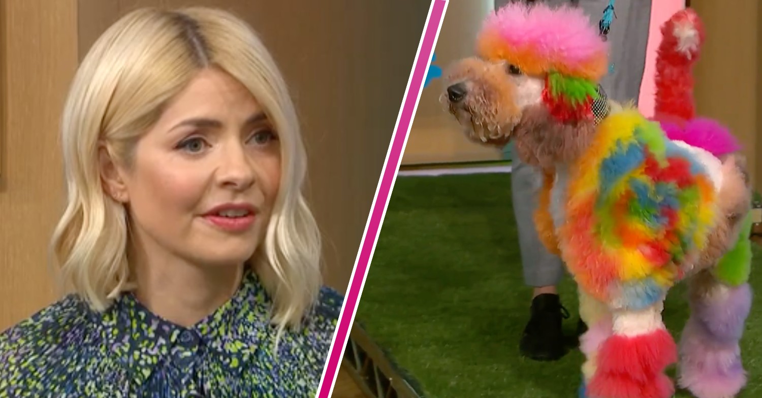 Holly Willoughby looks taken aback, This Morning cameras focus on a 'rainbow' poodle