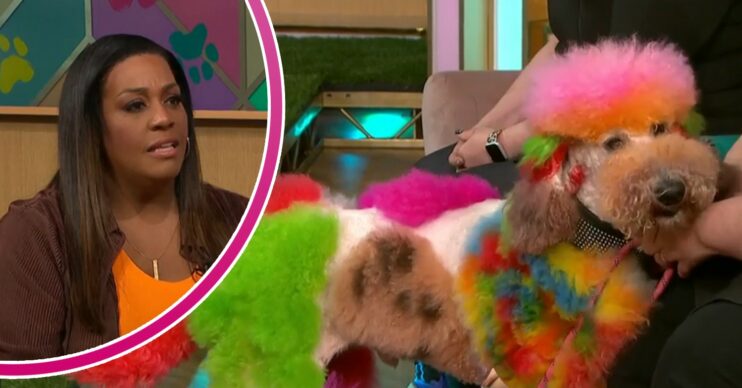 Alison Hammond looking confused / colourful dog on This Morning today