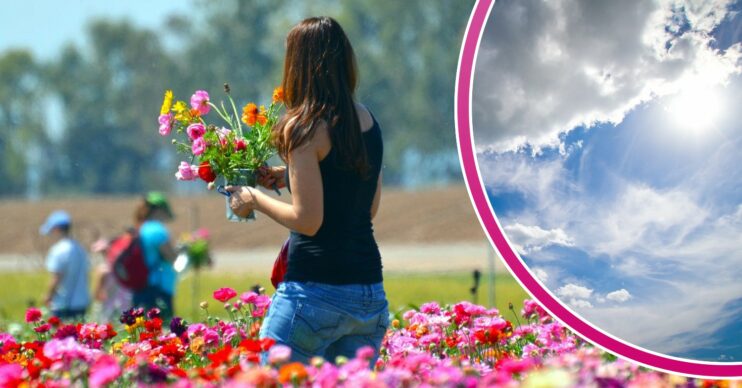 Woman picking flowers on a sunny day / Sunny sky