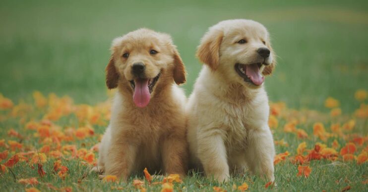 Two dogs on grass