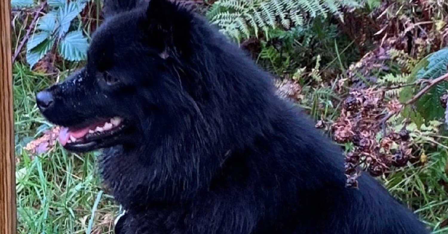 A black dog 