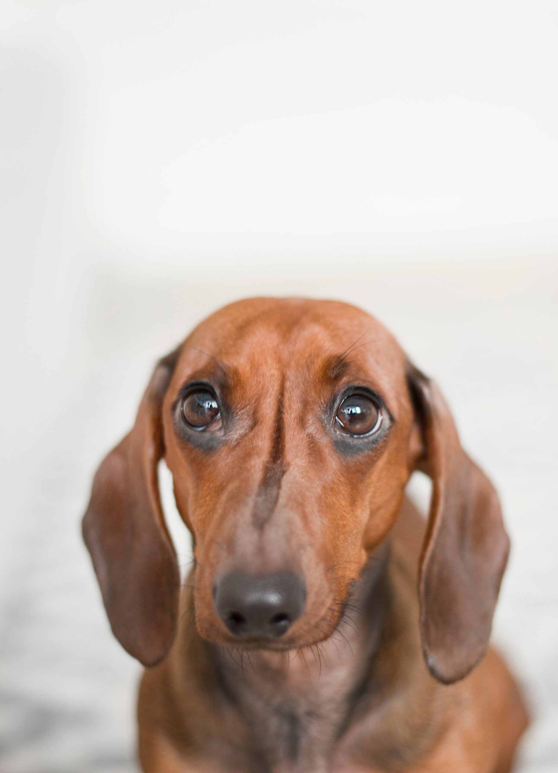 A dog looking at the camera 