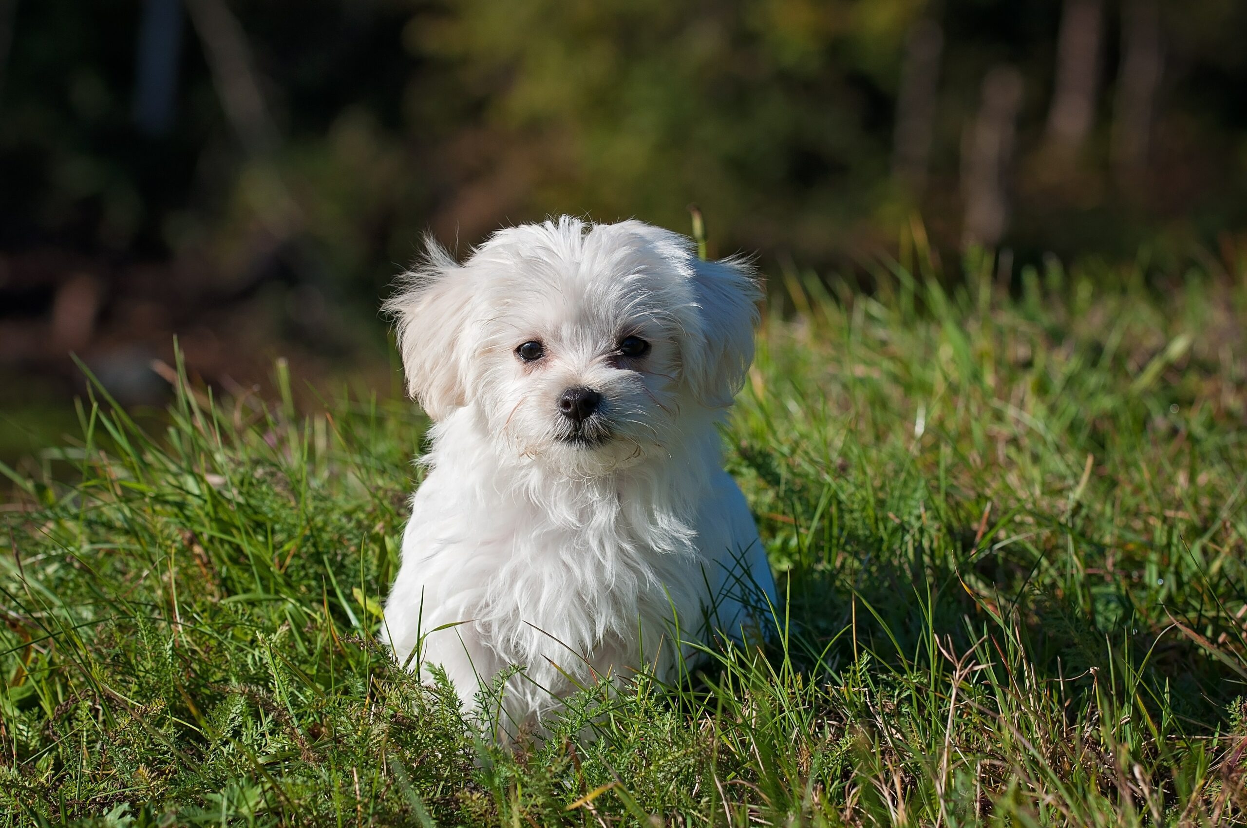 Dog on the grass