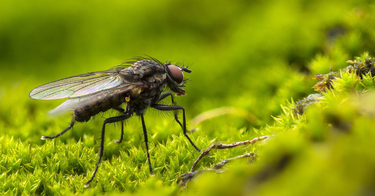 Fly outside 