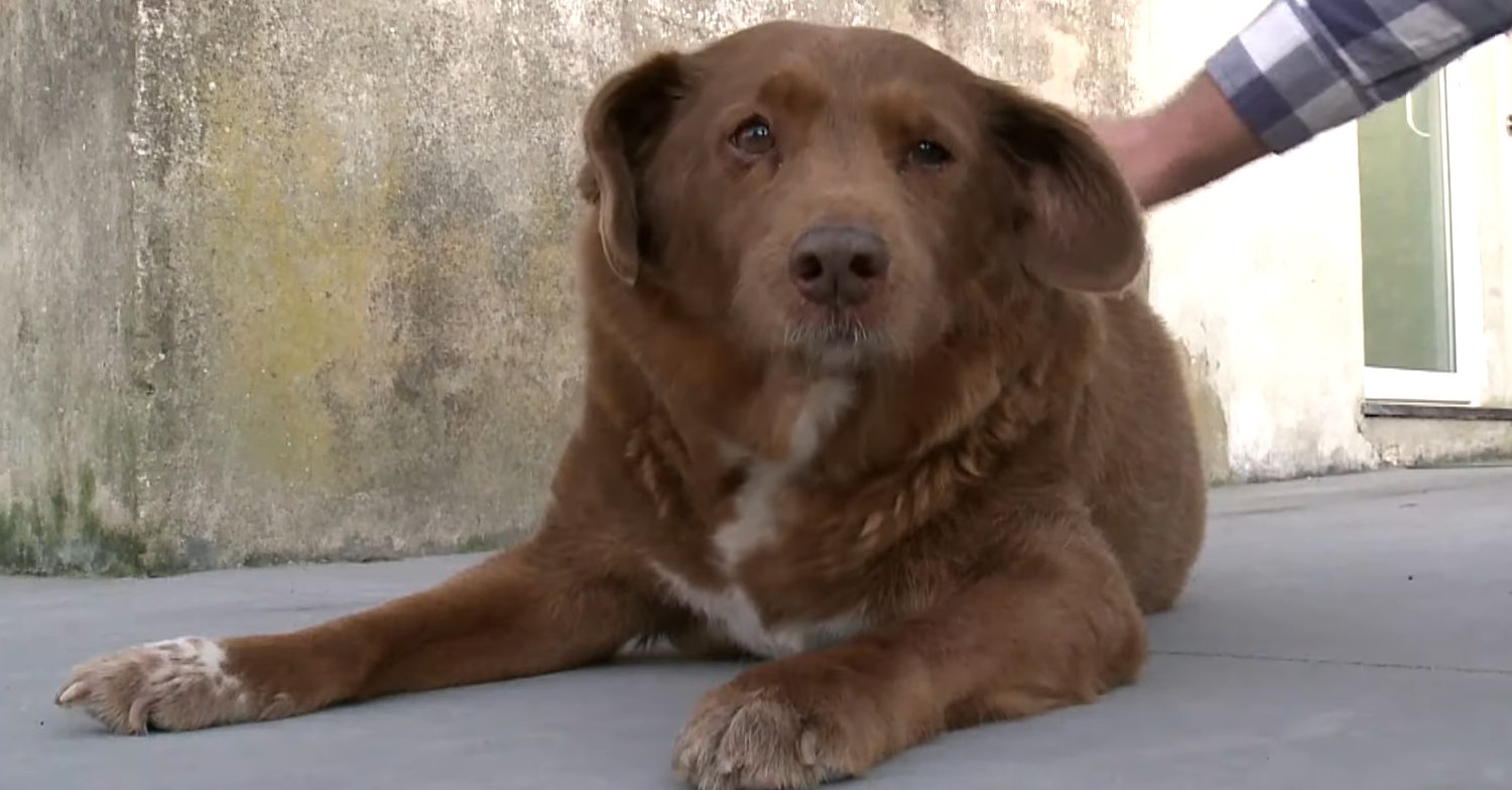 World's oldest dog, Bobi, looks into camera
