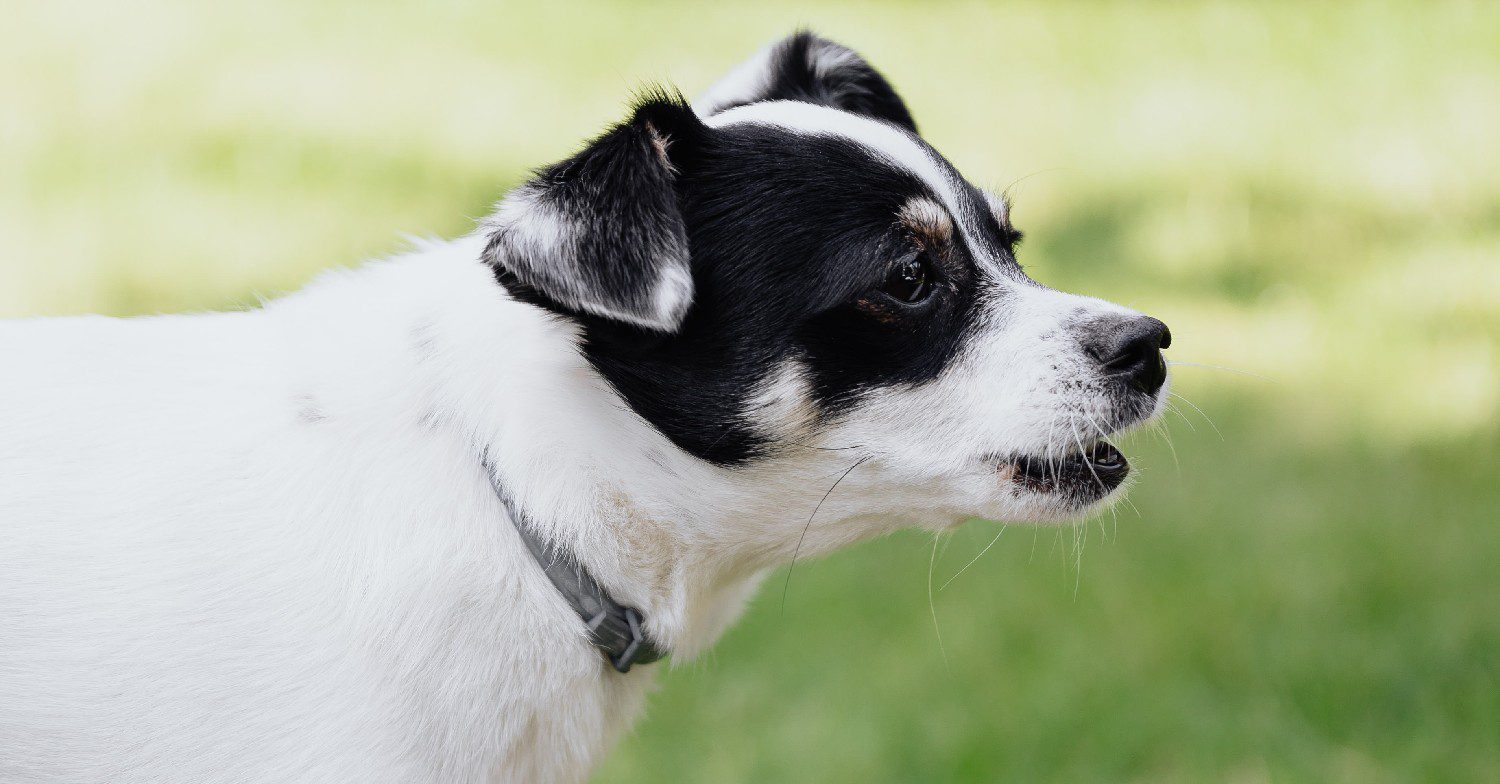 Dog barking