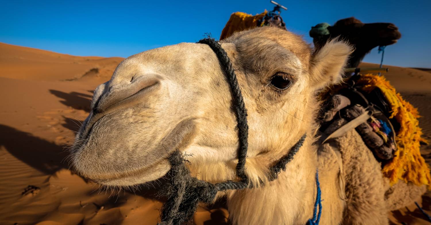 A camel sits in the sun