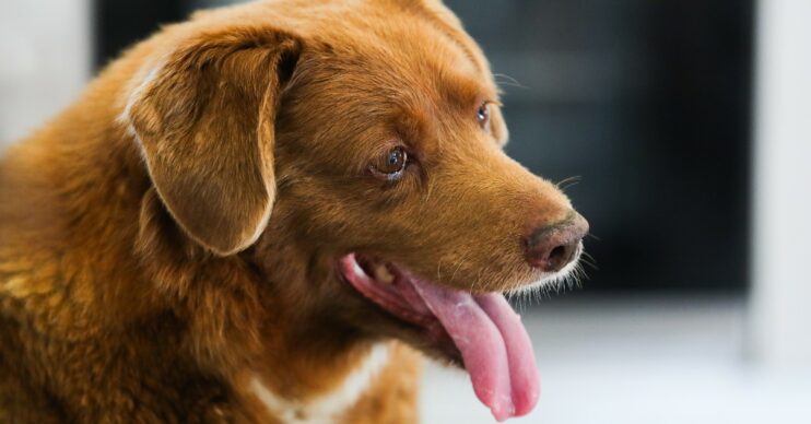 World's oldest dog Bobi with his tongue out
