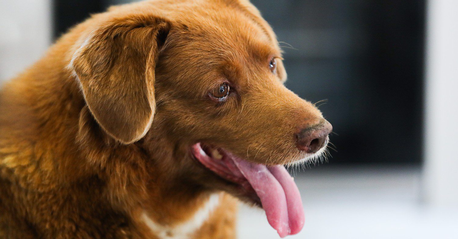 World's oldest dog Bobi with his tongue out
