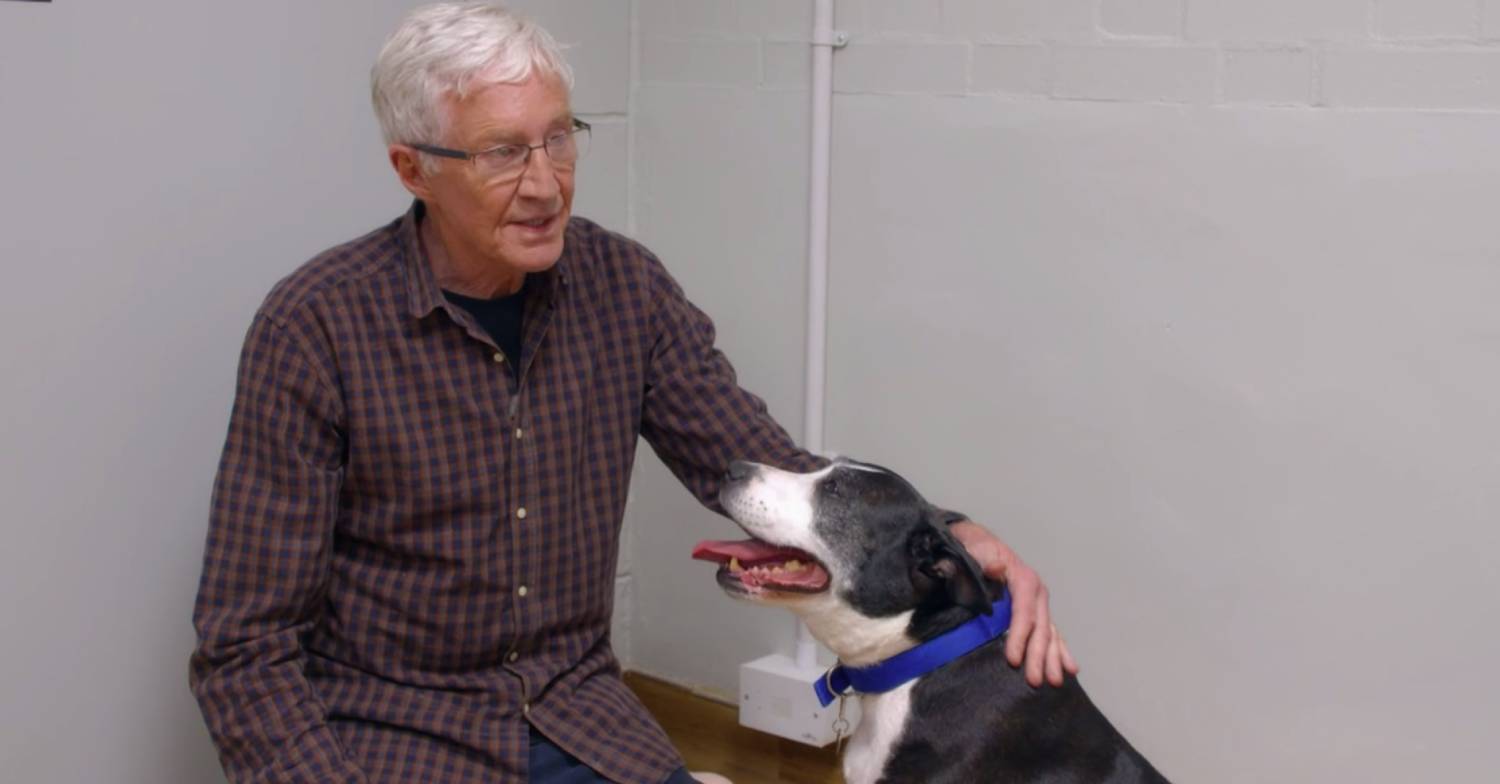 Paul O'Grady strokes a dog on For the Love of Dogs