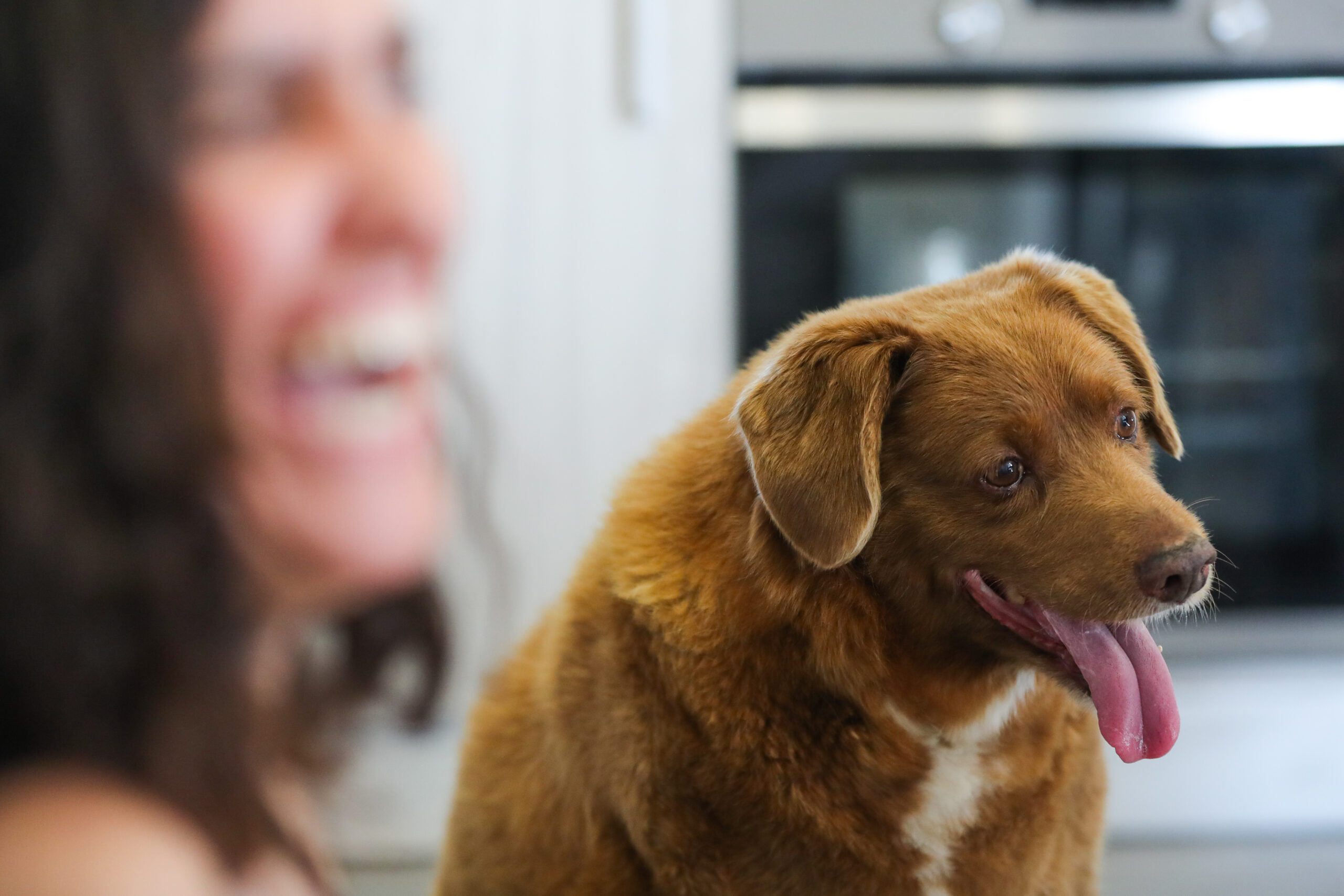 World's oldest dog Bobi with his tongue out