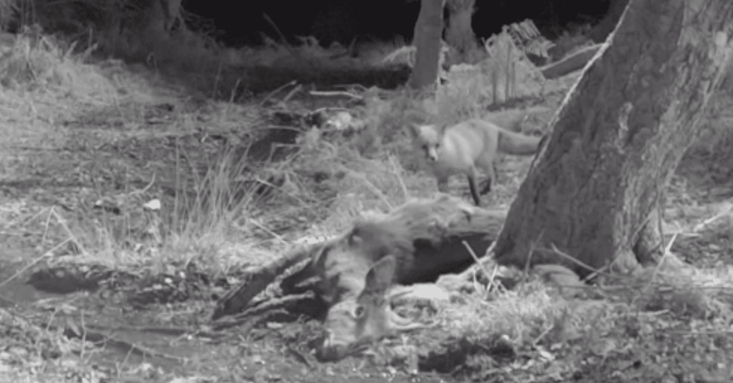 Winterwatch footage