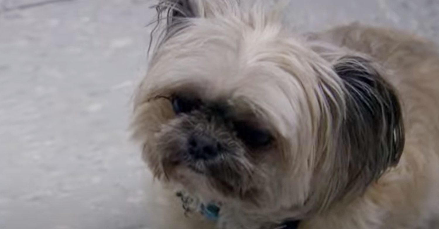 Emmerdale's Piper the Dog