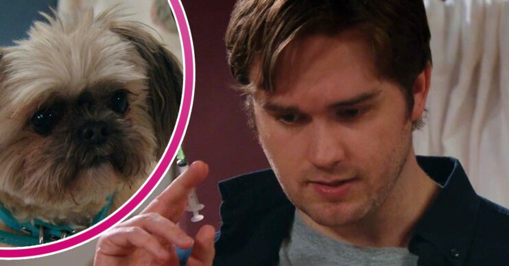 Emmerdale comp image of Piper the dog and Tom King (Credit: ITV/Comp ED!)