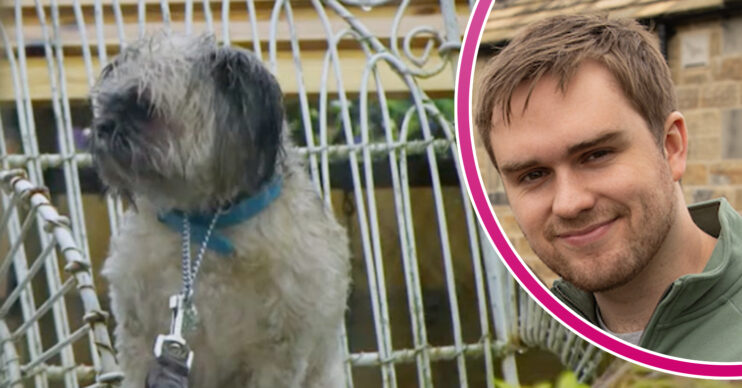 Emmerdale's Piper the Dog, and in a bubble is Tom King