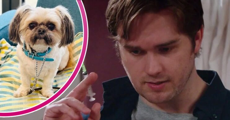 Tom holding a syringe on Emmerdale; inset, Piper looking cute (Credit: ITV/Composite: ED!)