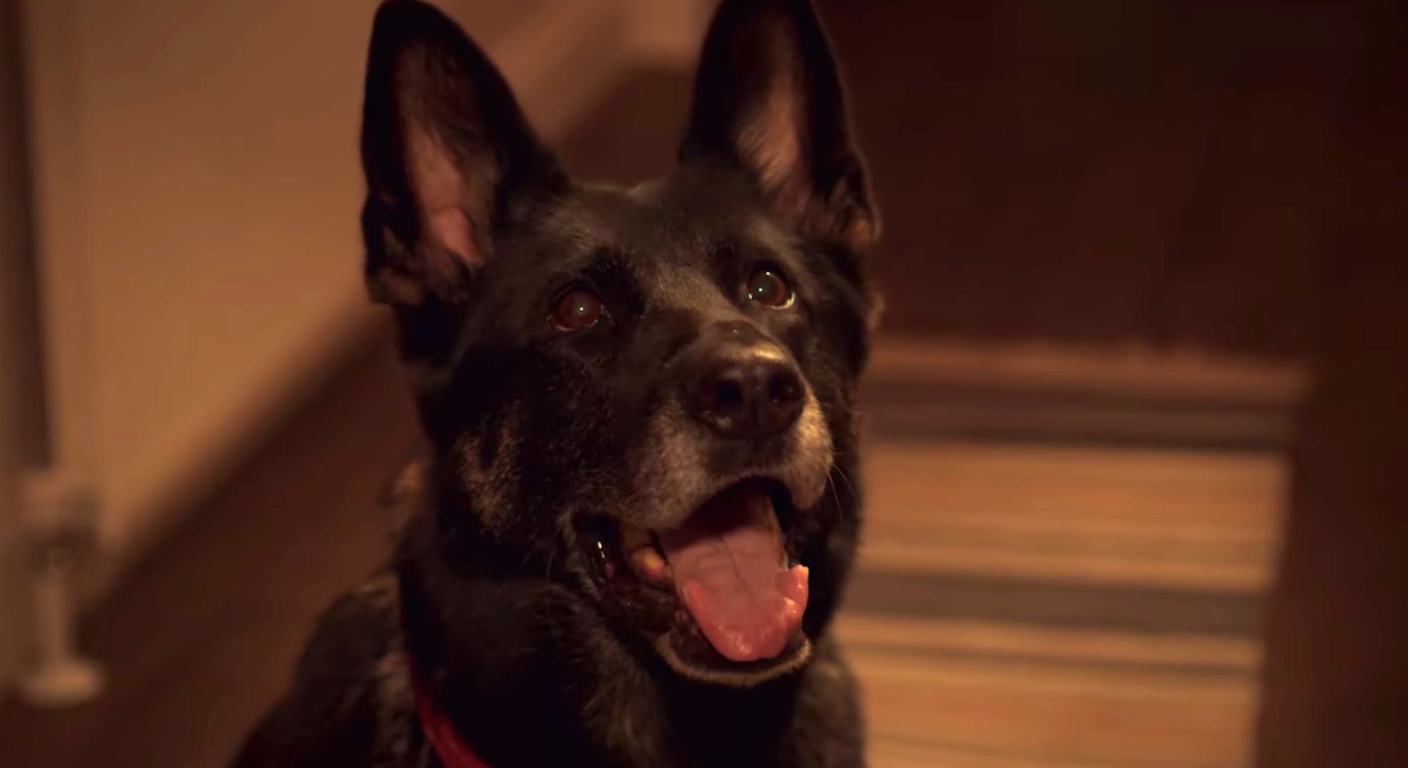 After Life dog