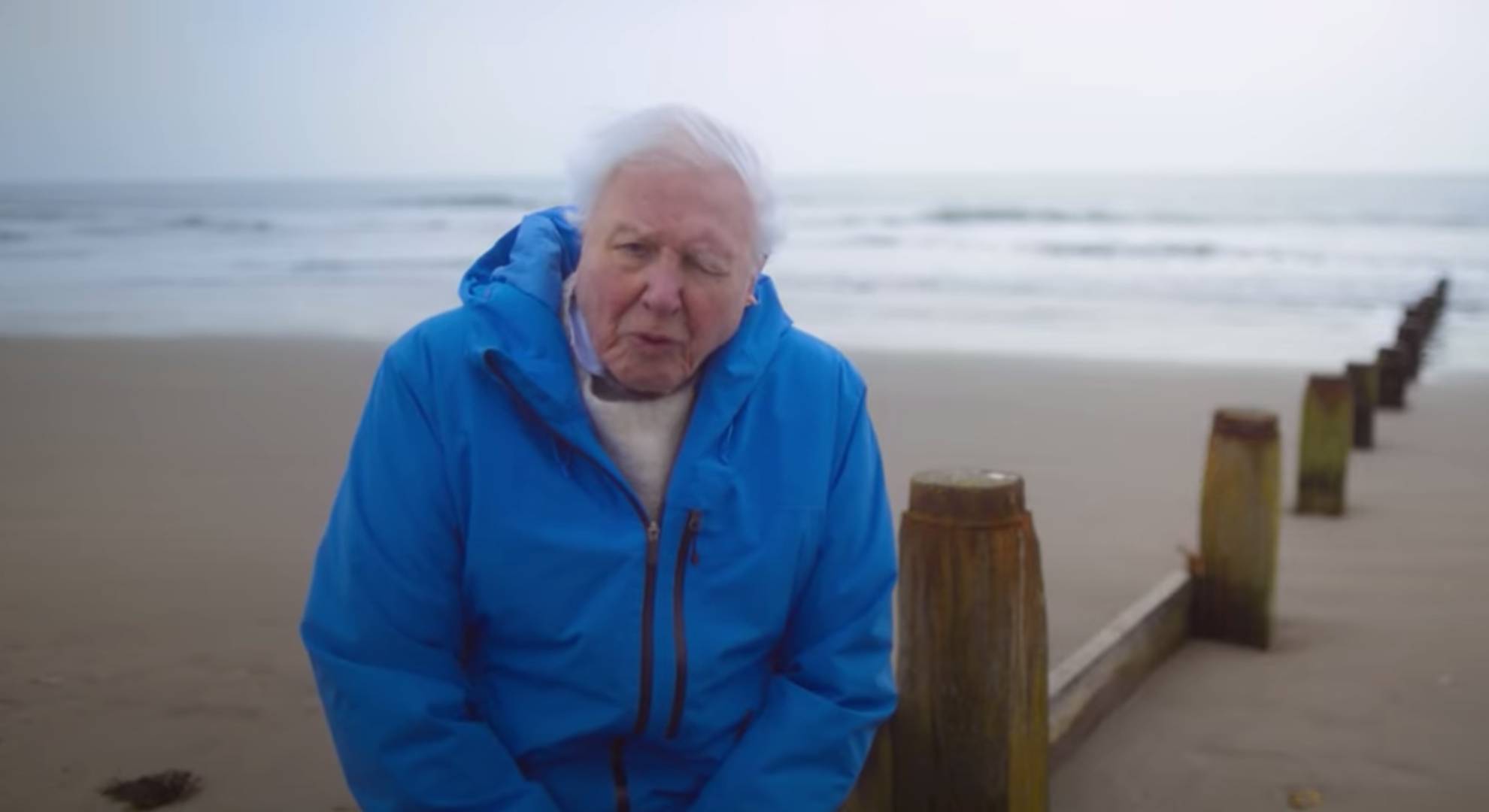 Sir David Attenborough speaks to camera